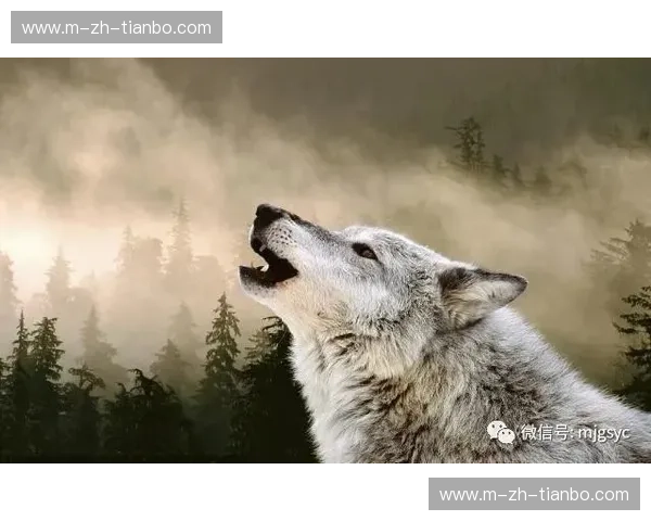 狼王与马驹的宿命缠斗：沃尔夫斯堡vs门兴，德甲赛场上的铁血硬碰硬